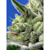 Sweet Gelato Auto